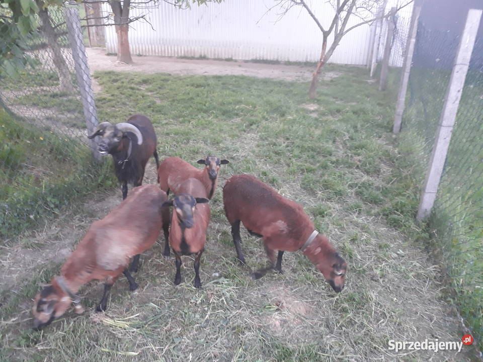 Owce kameruńskie Likwidacja stada Ostrów-Kolonia