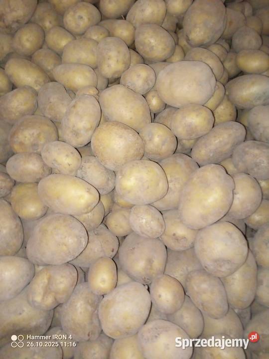 Ziemniaki jadalne sprzedam Sobieska Wola Pierwsza sprzedam