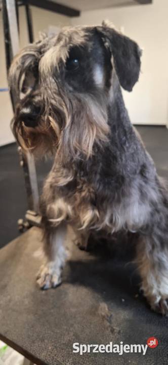 Sznaucer miniaturowy pieprz i sól Solec Kujawski