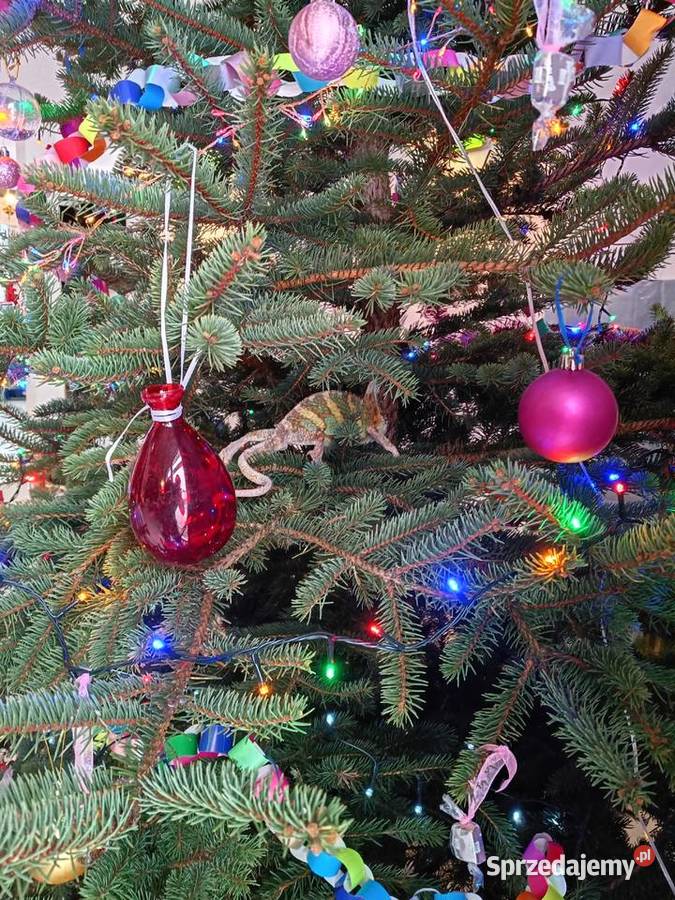 Kameleon jemeński samiec Kotórz Mały sprzedam