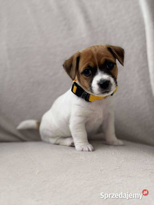 Szczenięta ZKwP FCI Jack Russell Terrier podkarpackie