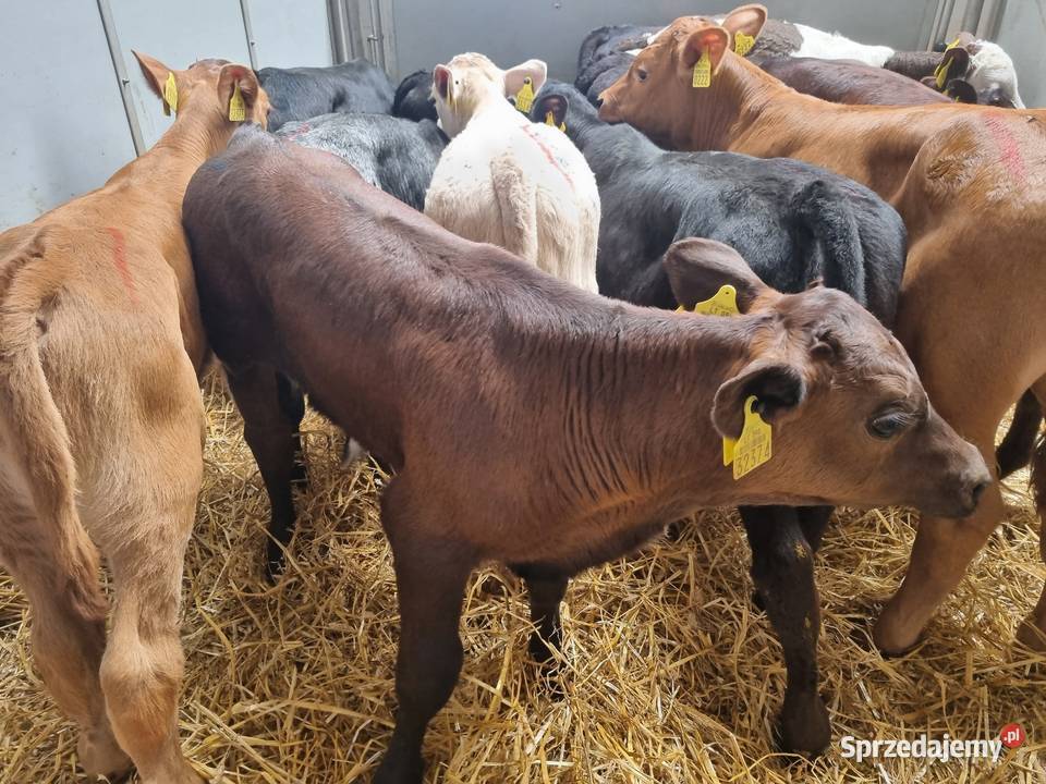 sprzedam cielaki byczki I jaloszki ras mięsnych Łódź