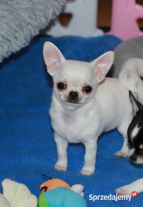 Chihuahua ZKwP FCI prawdziwy rodowód Świnoujście