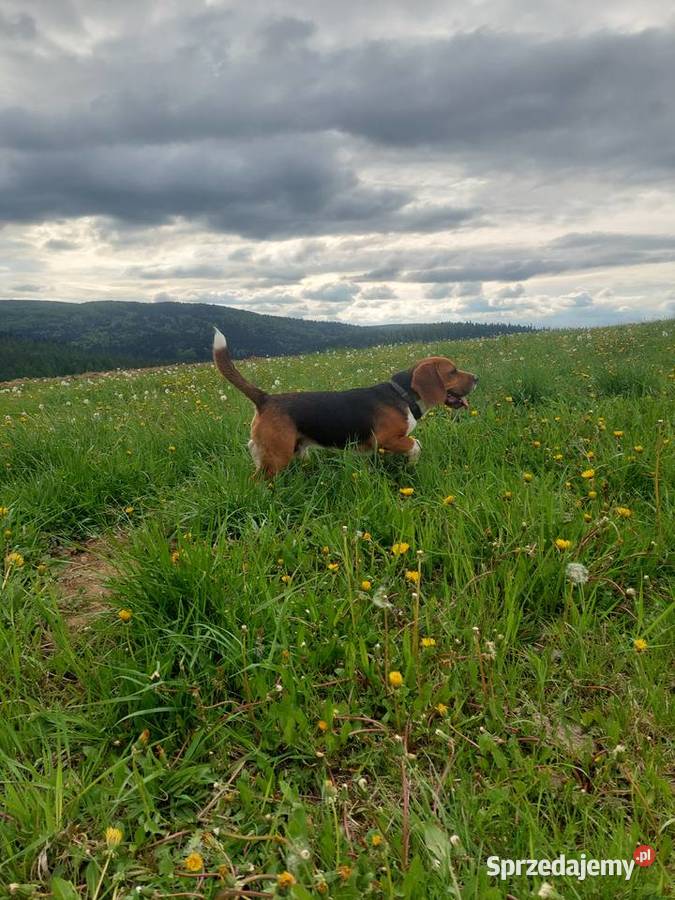 Dorosły piesek rasy beagle Sanok