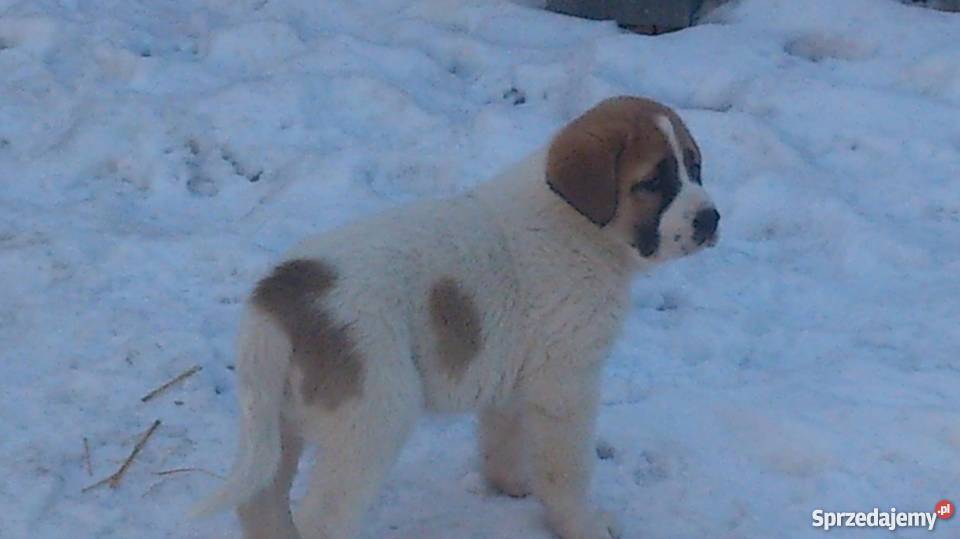 Owczarek środkowoazjatycki Lublin sprzedam