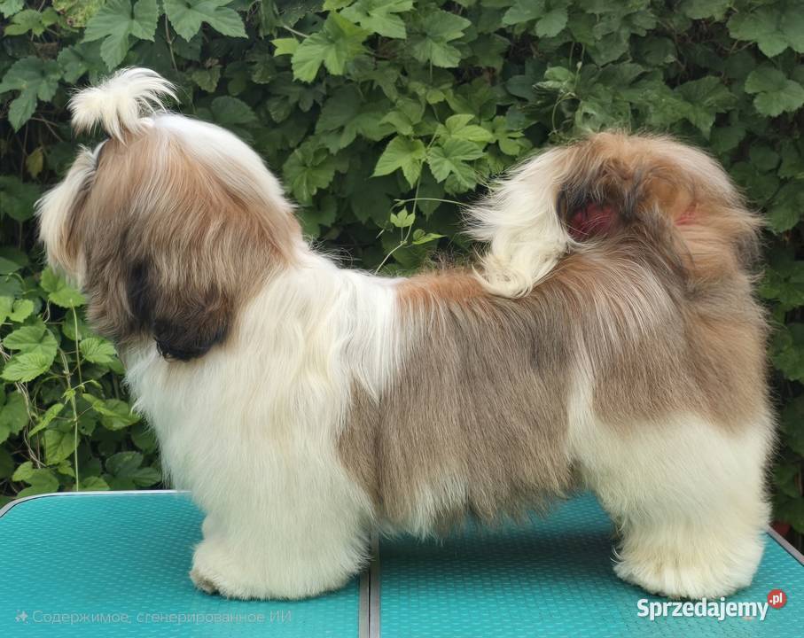 Szczenięta Shih tzu ZKWP Shih Tzu Myszków