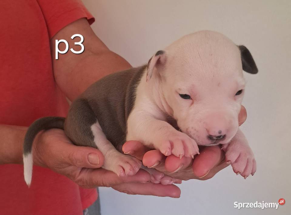 Amstaff zkwp fci BLUE piesek Koziegłowy sprzedam