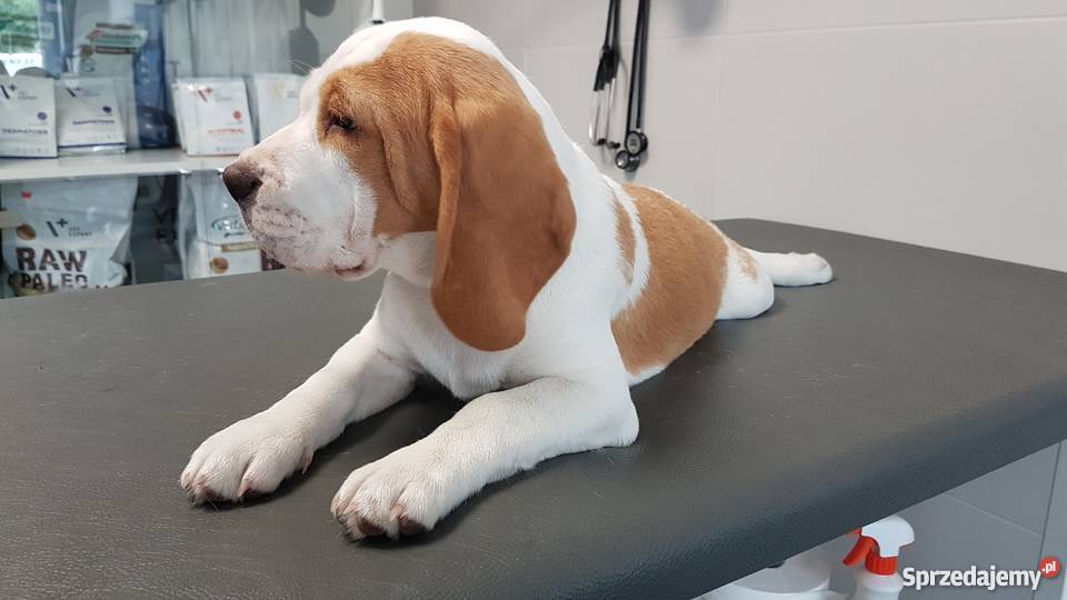 Dwa pieski i suczka rasy Beagle Bigle Beagle Nowy Sącz