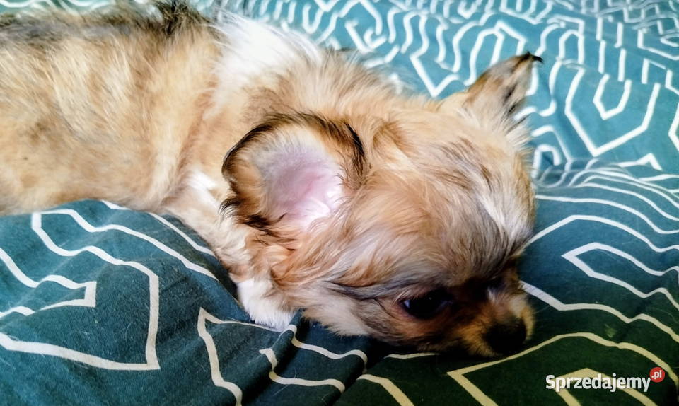 Maleńka sunia chihuahua Konin