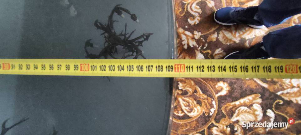 Komplet mebli salonowych dębowych okres mazowieckie Mińsk Mazowiecki