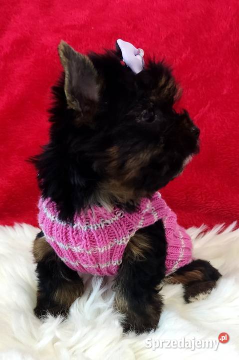 Kraj i zagranica Prześliczna czarna MAMBAŚliczna sprzedam