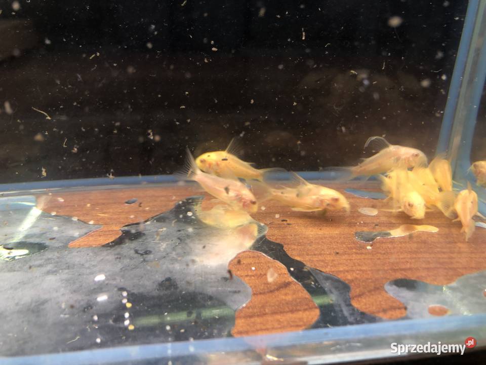 Kirys złoty kirysek albino łódzkie Justynów