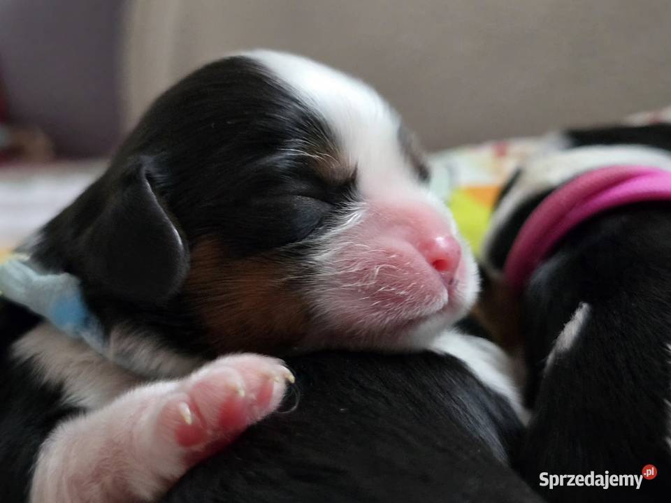 Piesek przebadanych genetycznie rodzicach Nowy Sącz