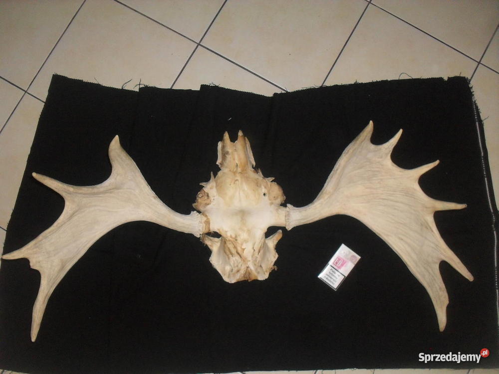 Poroże łosia Chrzanów