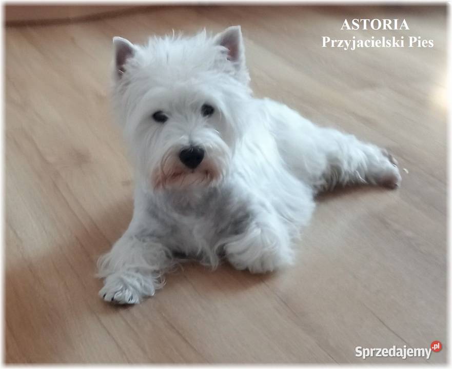 West Highland White Terrier CMO0 ZKwP FCI suczka West Highland White Terrier Częstochowa