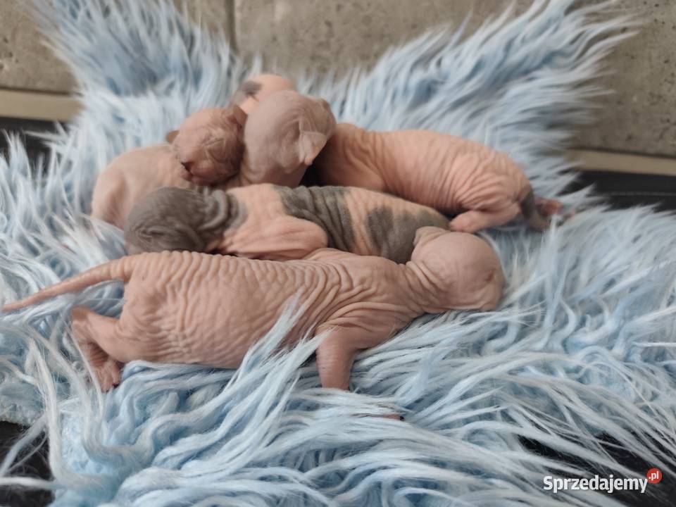 Sfinks kanadyjski Koty