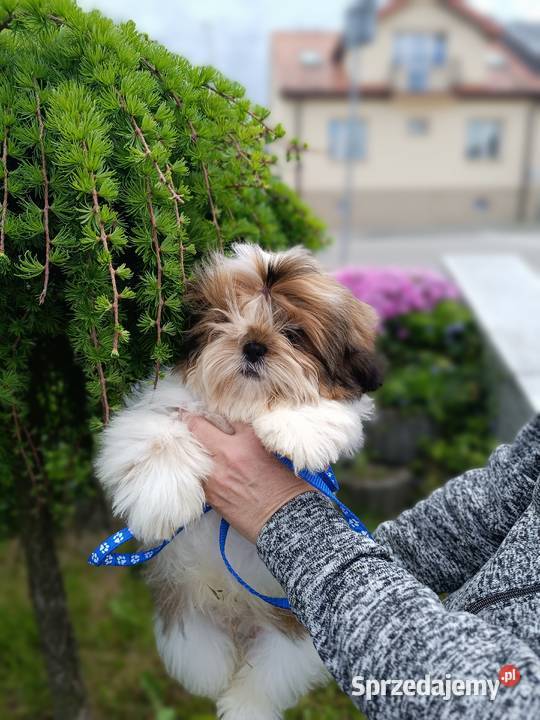 ShihTzu z dokumentami FCI Kielce sprzedam