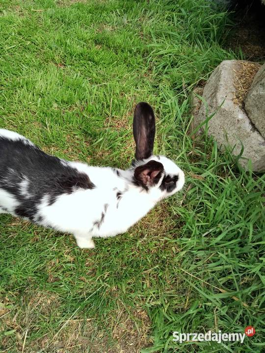 Sprzedam samice Łomża