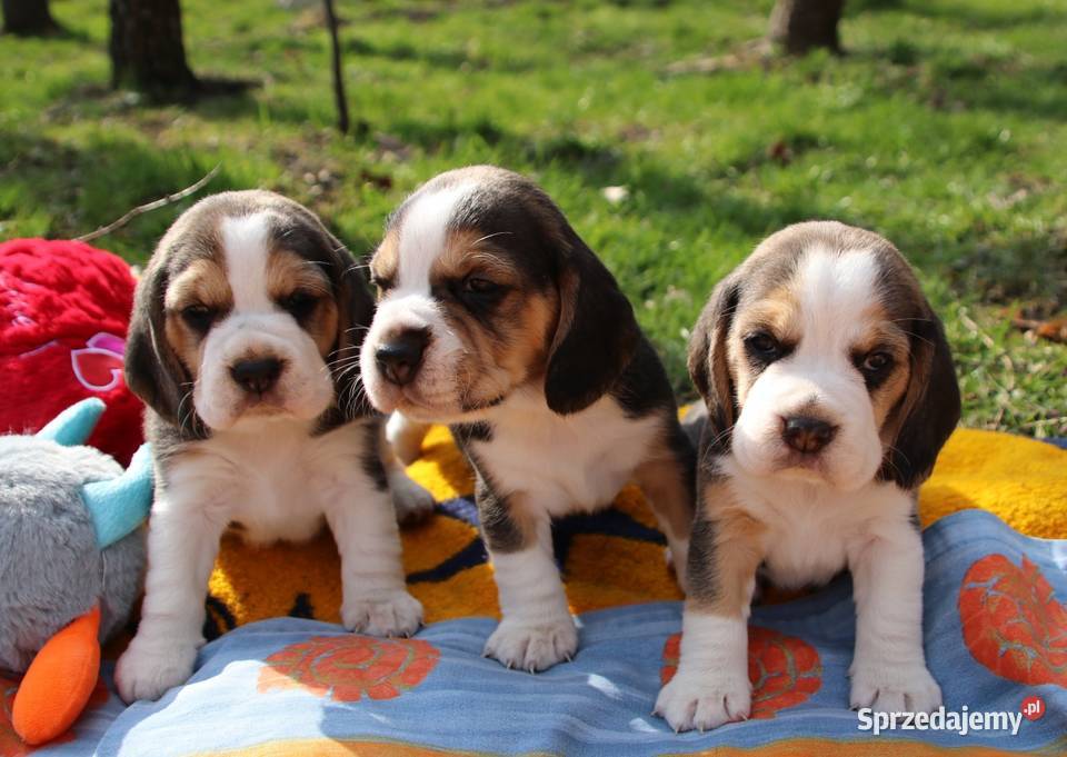Beagle szczeniaki ZKWP elitarne pochodzenie Żywiec