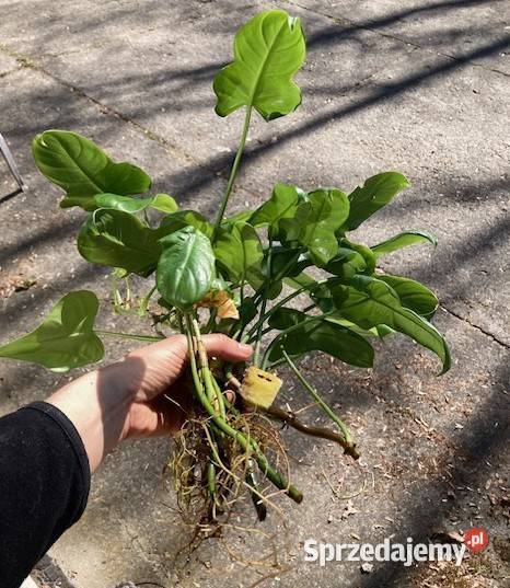 Mniejszy zestaw Philodendron filodendron Zielone małopolskie Kraków