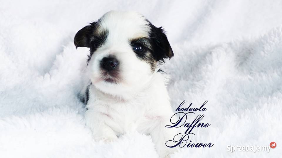 York Biewer Yorkshire Terrier