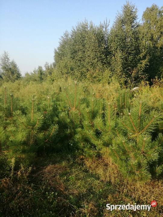 sosna klon wierzba grab jarzębina brzoza katalpa Puławy sprzedam