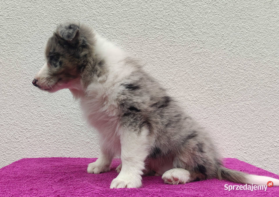 Piękny pies BORDER COLLIE z Hodowli Rasowy z Psy Iwonicz