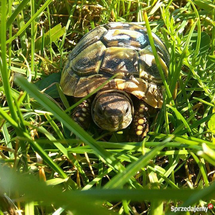 Żółwik Grecki Lądowy Bydgoszcz