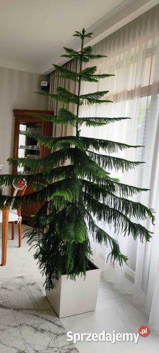 Sprzedam Araukarię Piaseczno sprzedam