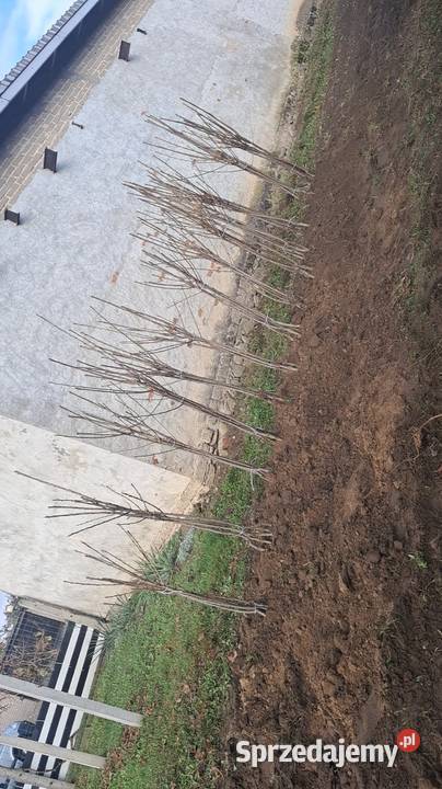 Drzewko Czereśnia Nowe Miasto nad Pilicą