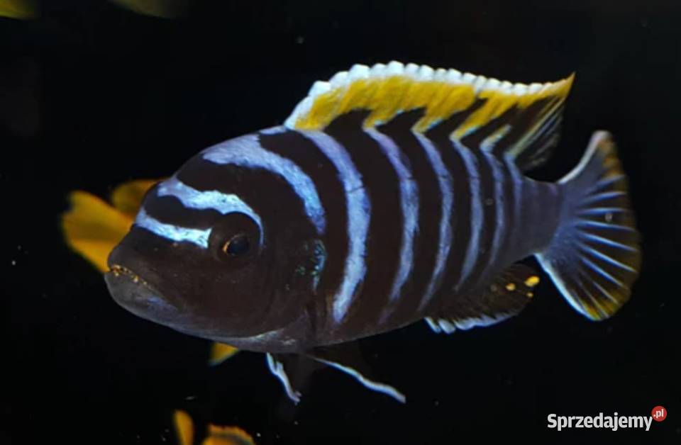 Cynotilapia afra Likoma Malawi SPRAWDZ NASZE Gdańsk