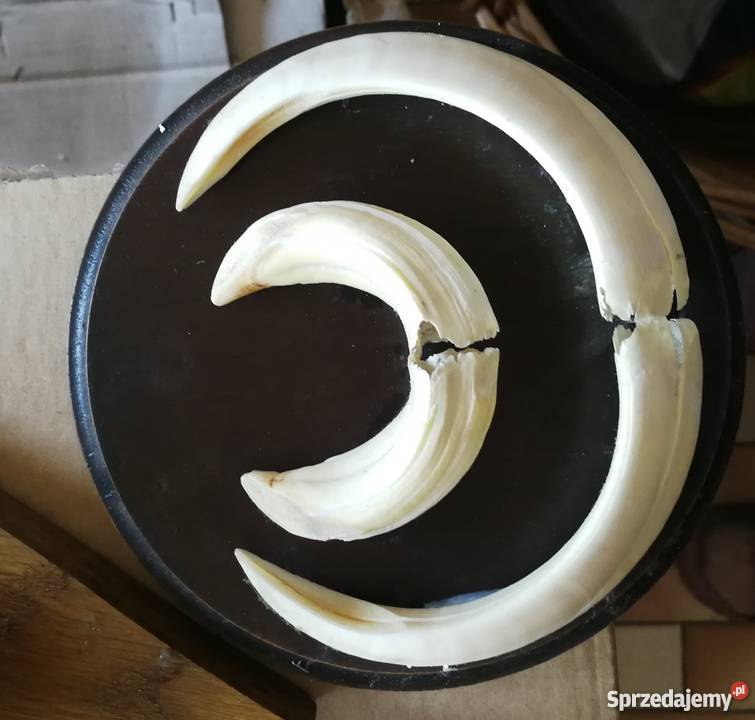 Poroża kozłów i szable dzika Sporty strzeleckie i myślistwo Łódź sprzedam