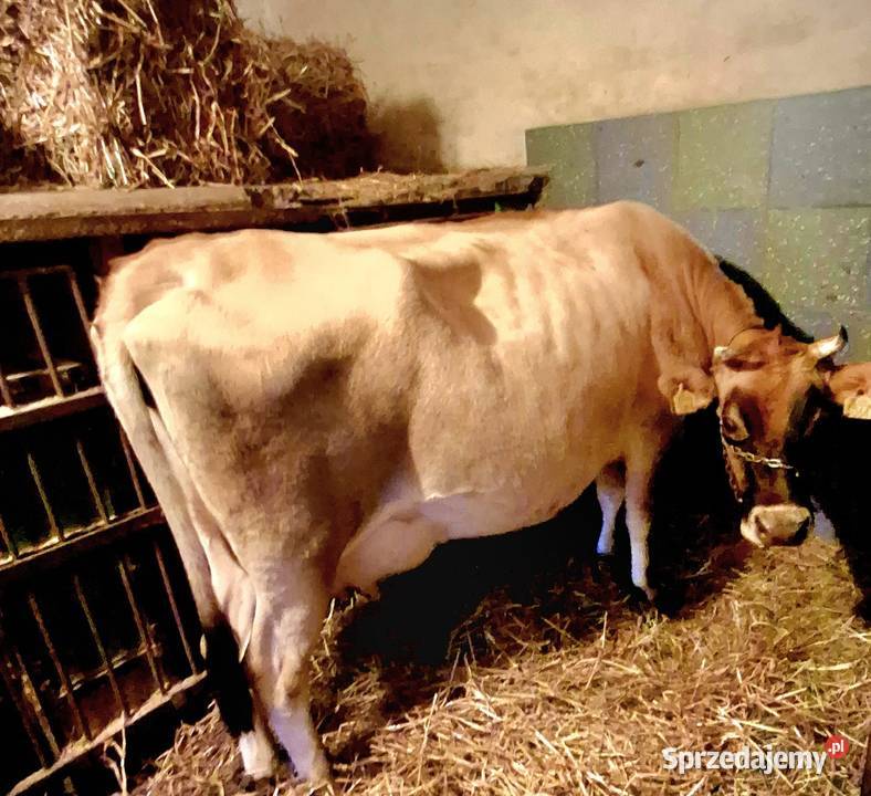 Piękna jałoweczka 100 rasy Jersey Rybnik
