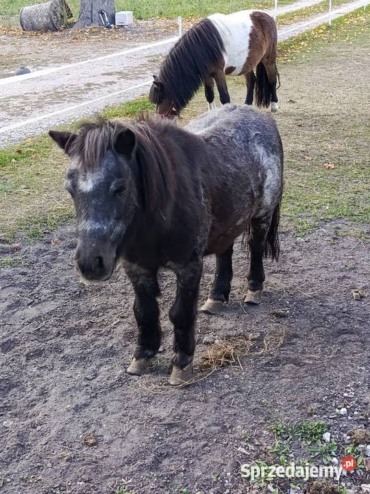 Sprzedam kucyki lubelskie Żyłki sprzedam