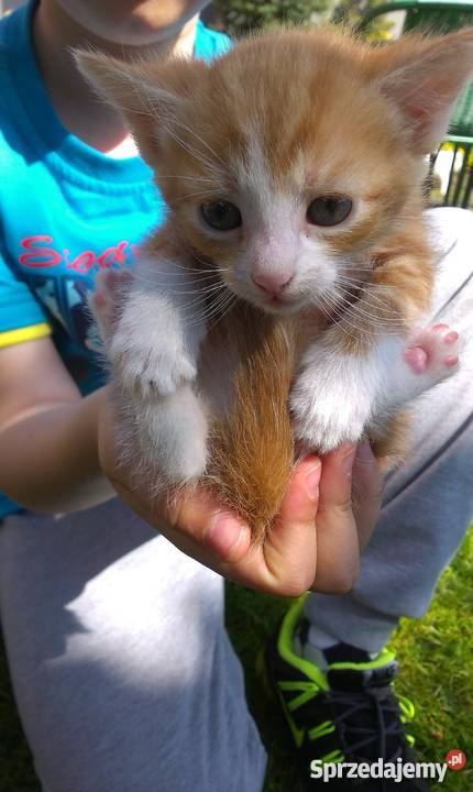 Do adopcji młode kocięta śląskie Będzin