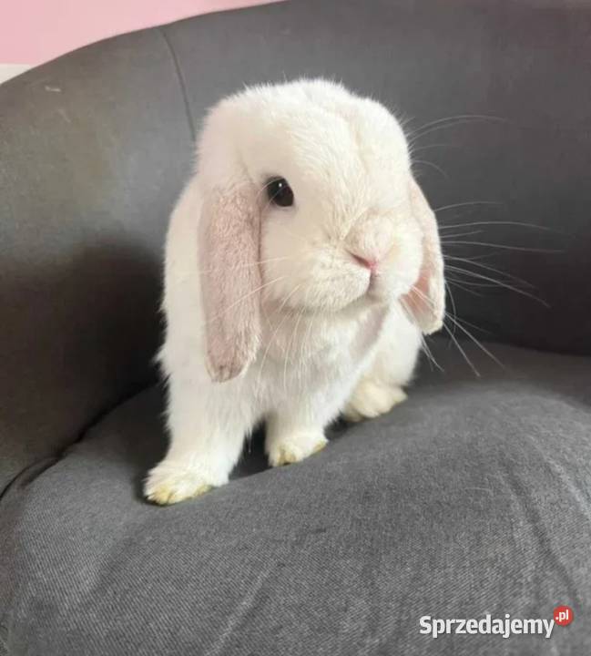 Mini lop wykastrowany legalna hodowla Turek
