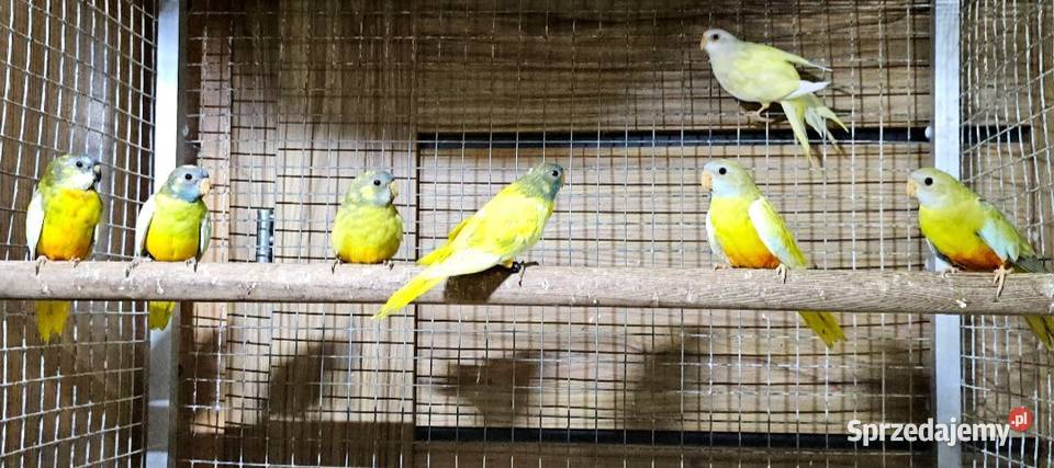 Łąkówki wspaniałe łąkówka papuga