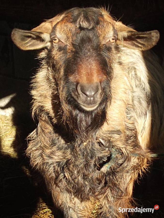 Sprzedam kozę i capa Rolnictwo Limanowa