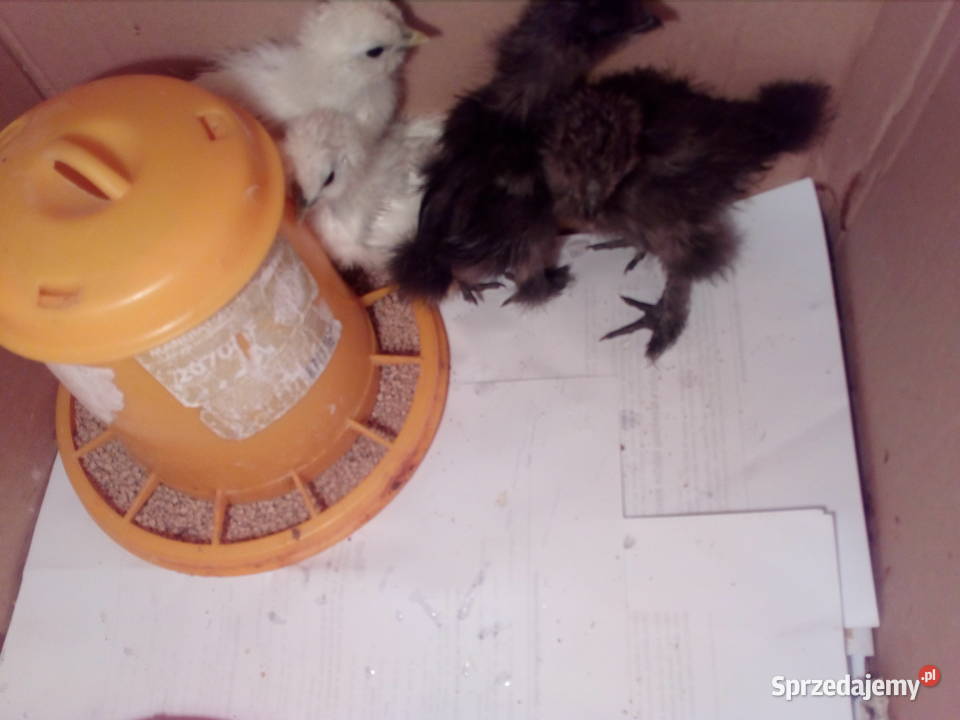 Sprzedam kurczątka Silka Jedwabista USA Dębica