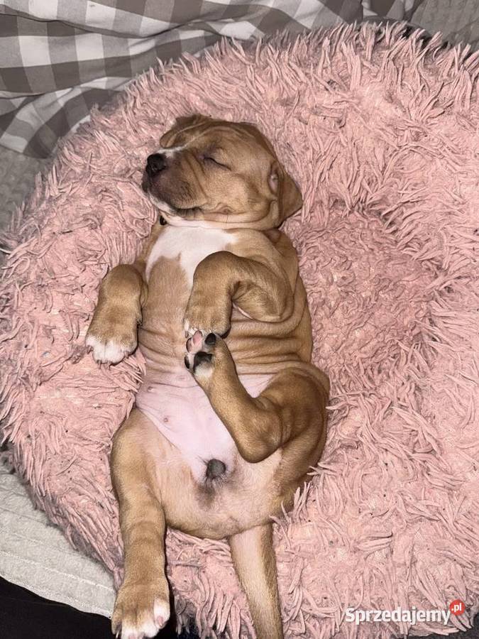 Rednos american Pit bull terrier szczeniaki Grodzisk Mazowiecki