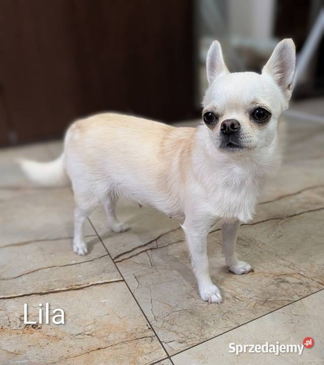 Chihuahua krótkowłosy biały ZKwP Złaków Borowy