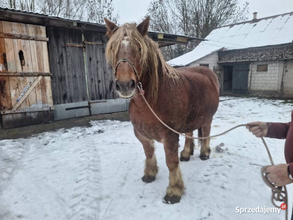 Sprzedam klacz Jasionówka