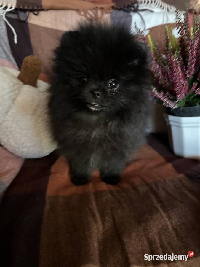 Szpic MiniaturowyPomeranian Piękny czarny piesek mazowieckie Warszawa