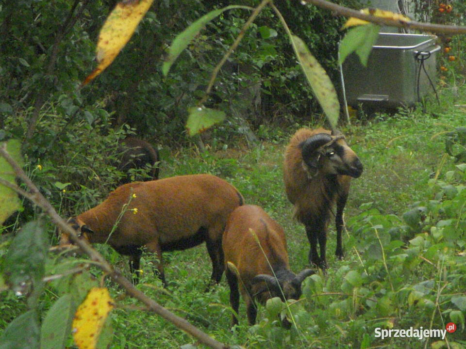 Owce kameruńskie Owce lubelskie Zawoda
