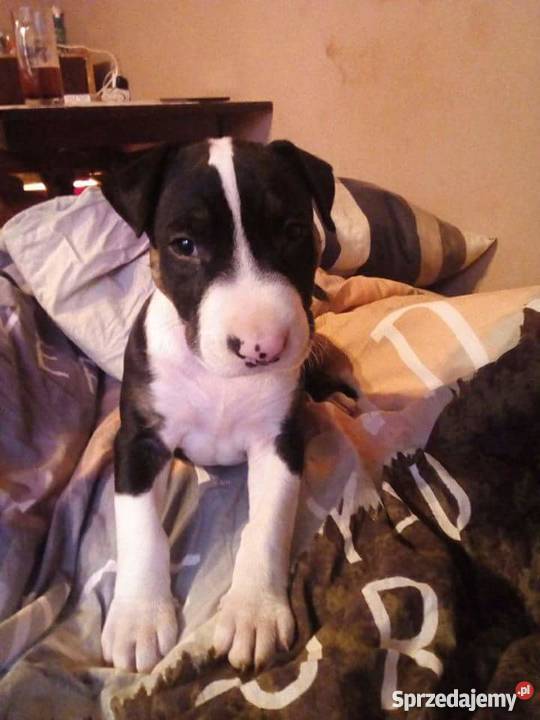 Amstaff 4 miesiące piesek małopolskie Kraków