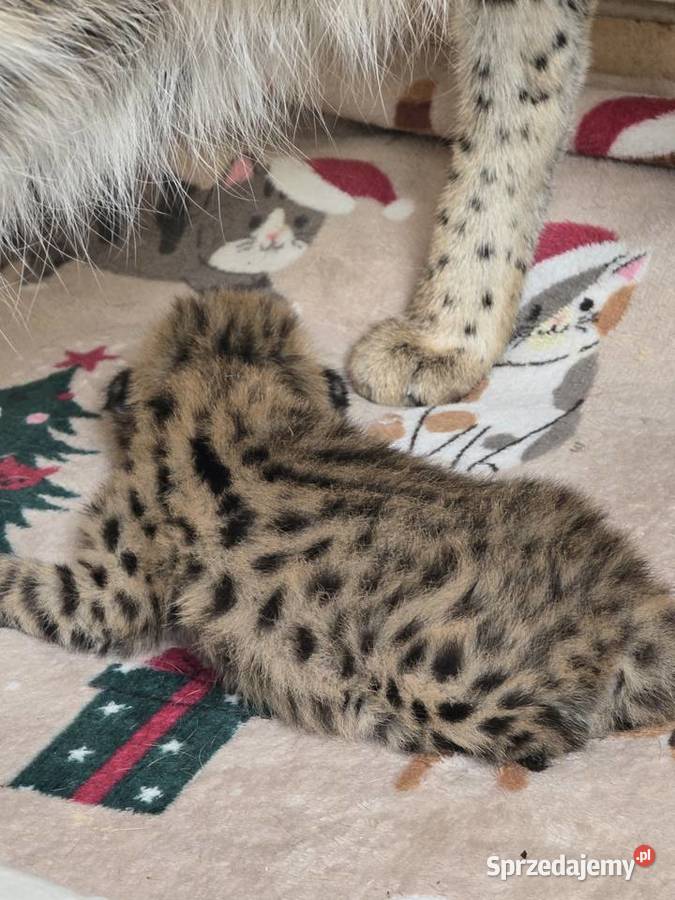 Serwal Afrykański Józefów