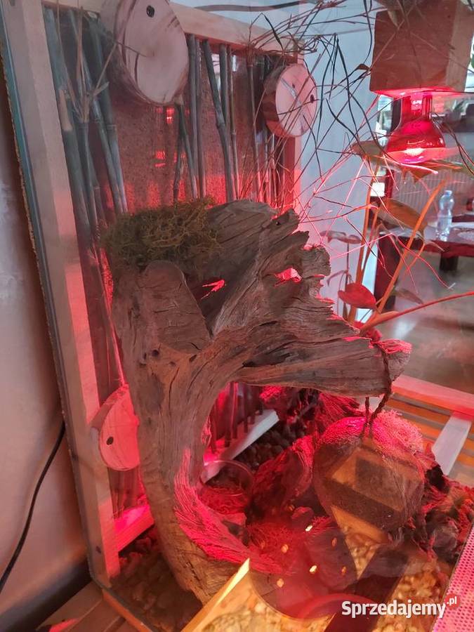 Terrarium felsuma gekon orzęsiony opolskie sprzedam