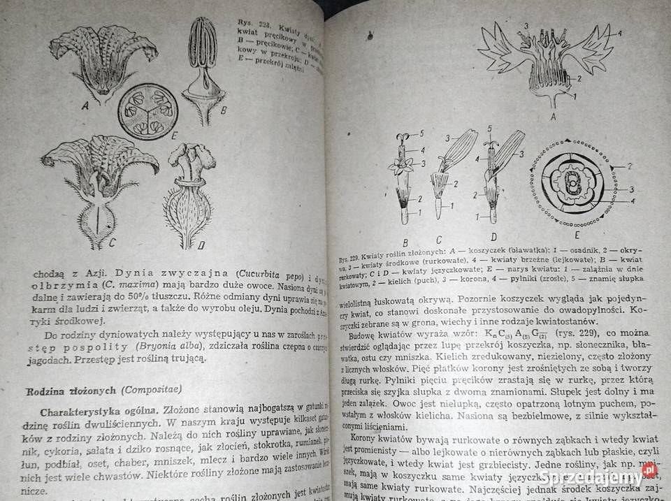 Botanika Jan Radomski Stanisław Tołpa Chełm sprzedam