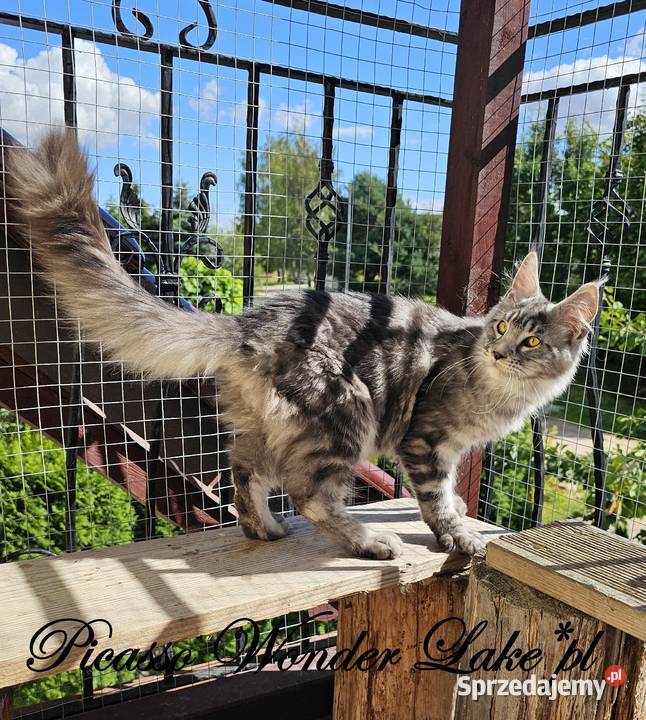 Srebrzysty mruczący kocurek Maine Coon Maine Coon Gdańsk