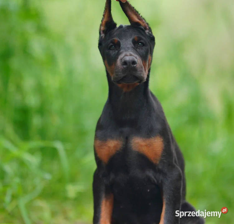 Szczenięta dobermana utytułowanych rodzicach Warszawa